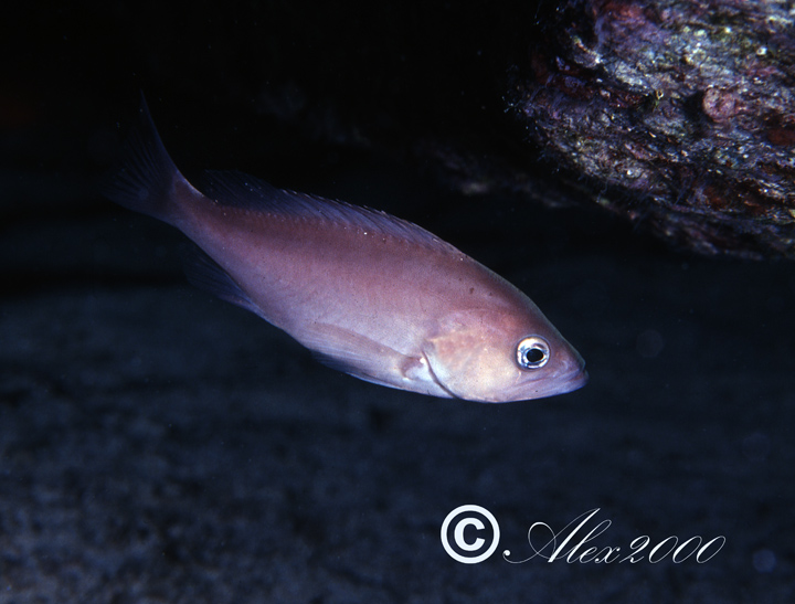 Epinephelus caninus